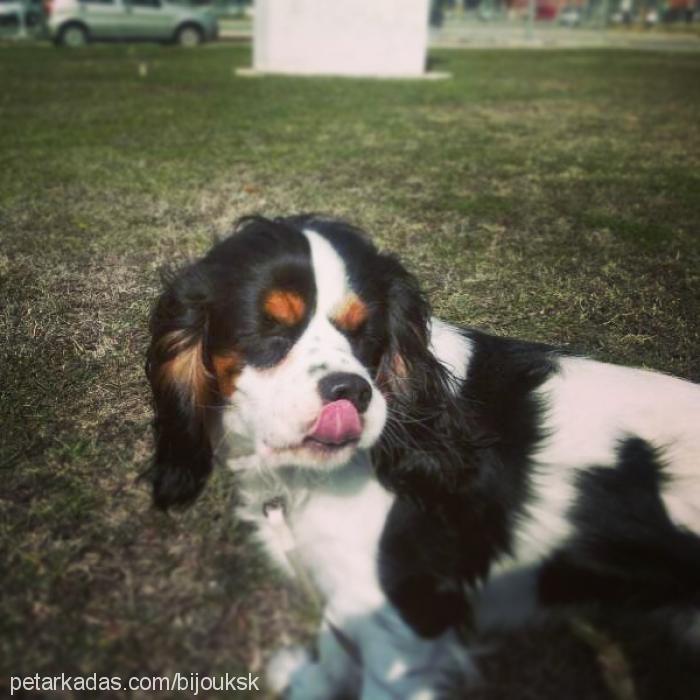 bijou Dişi Cavalier King Charles Spanieli