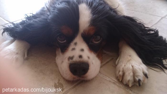 bijou Dişi Cavalier King Charles Spanieli