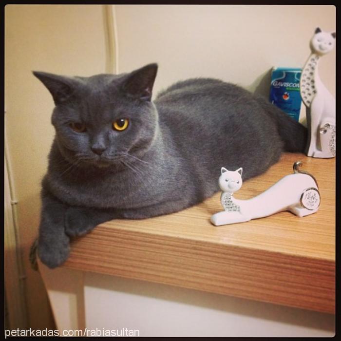 nohut Erkek British Shorthair