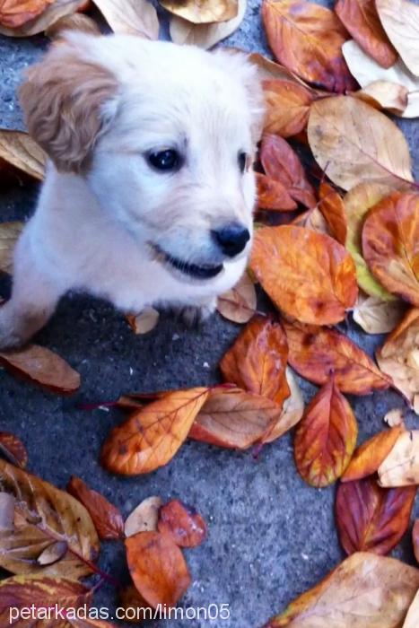 limon Dişi Golden Retriever