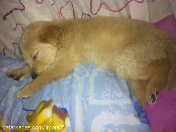 limon Dişi Golden Retriever