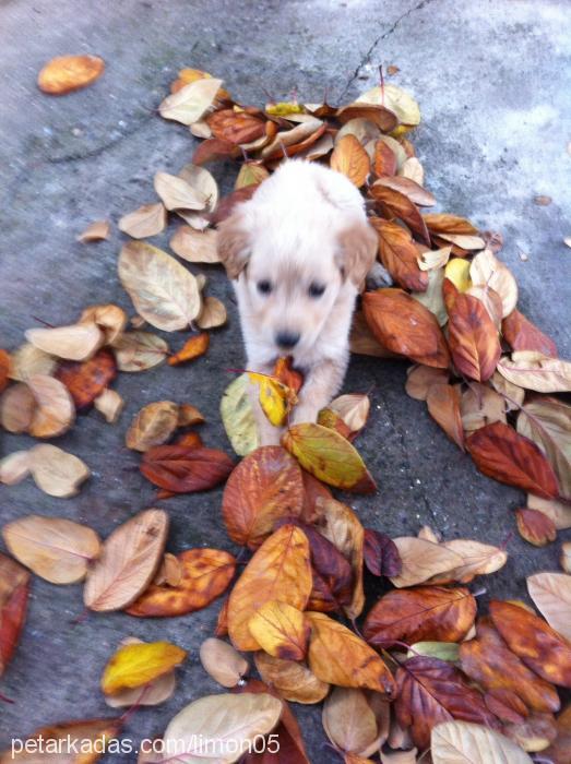 limon Dişi Golden Retriever