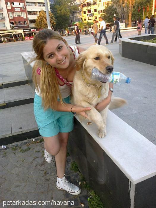 asi Dişi Golden Retriever