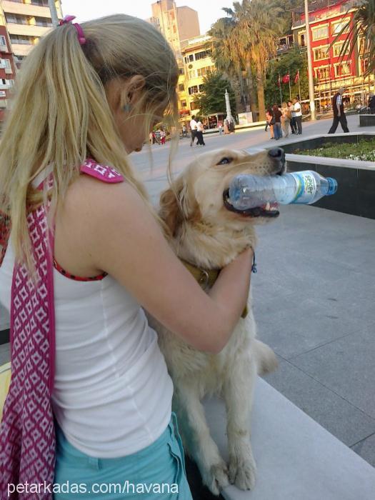 asi Dişi Golden Retriever