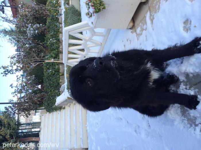 puffy Erkek Newfoundland