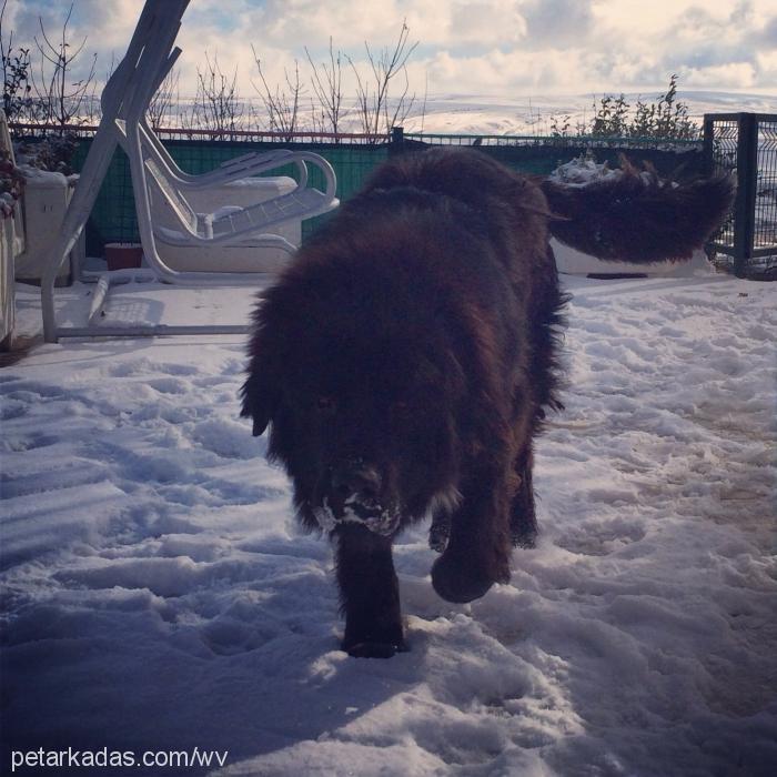 puffy Erkek Newfoundland