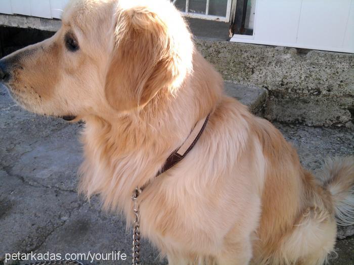 ares Erkek Golden Retriever