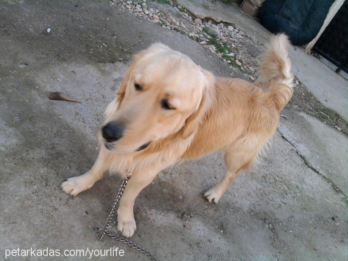 ares Erkek Golden Retriever