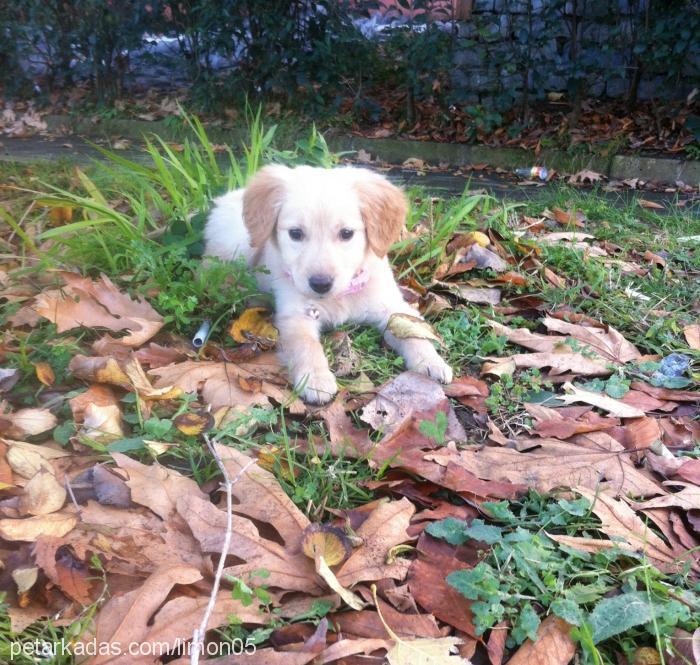 limon Dişi Golden Retriever