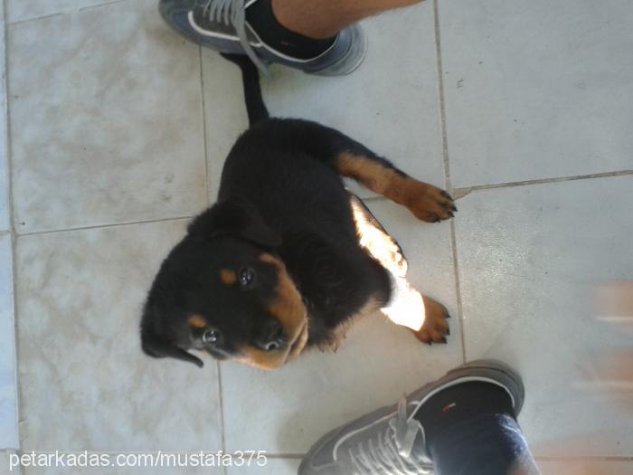 oscar Erkek Rottweiler