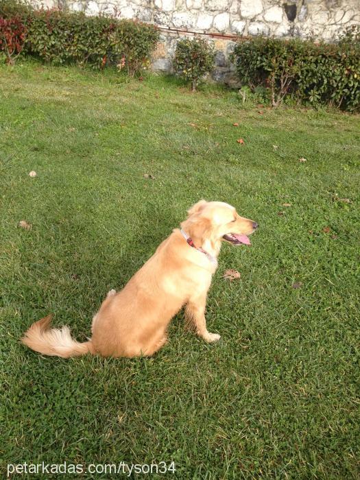 miller Dişi Golden Retriever