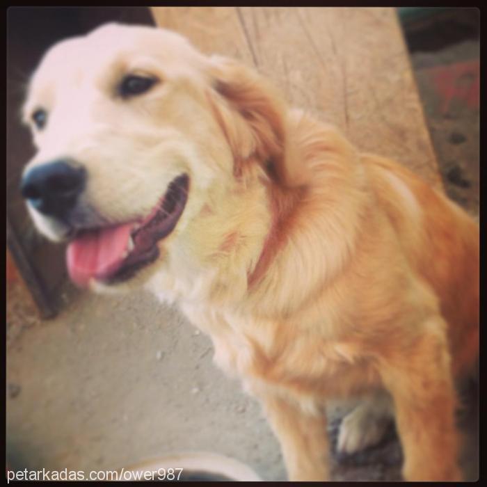 Şila Dişi Golden Retriever