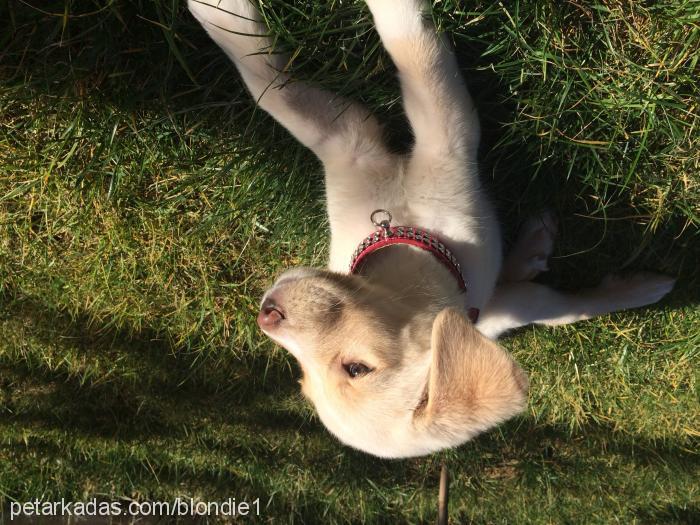 hamur Dişi Golden Retriever