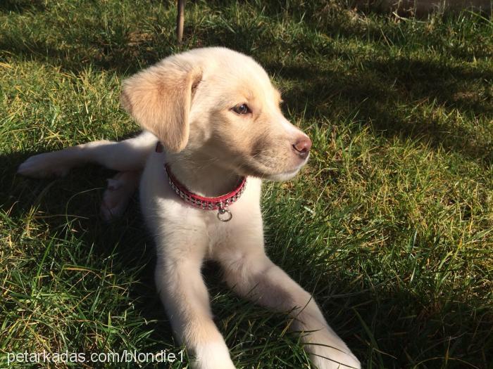 hamur Dişi Golden Retriever