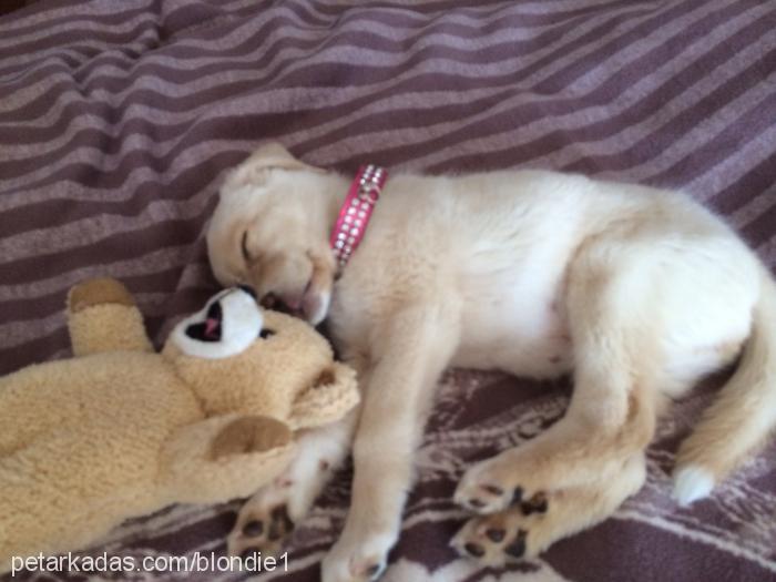 hamur Dişi Golden Retriever