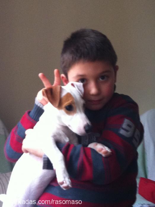 Çakİ Erkek Jack Russell Terrier