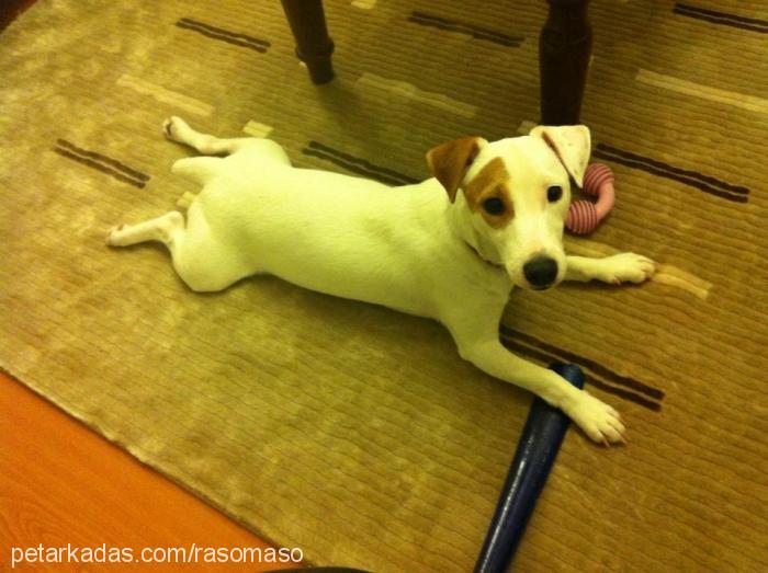 Çakİ Erkek Jack Russell Terrier