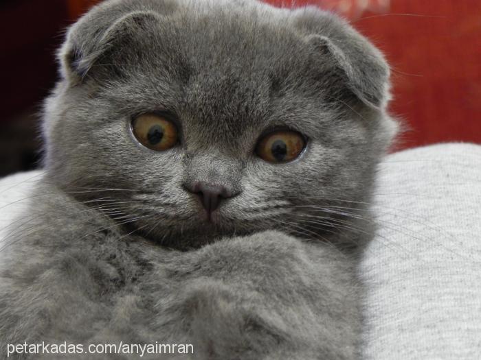 duman Erkek Scottish Fold