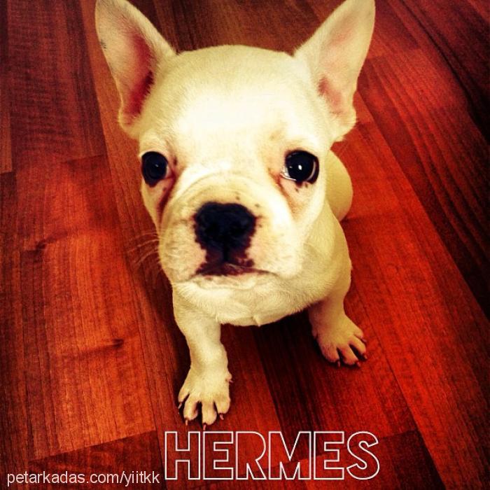 hermes Erkek Fransız Bulldog