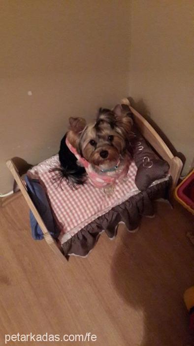 molly Dişi Yorkshire Terrier