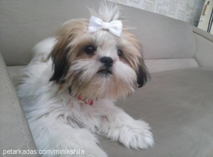 shila Dişi Shih-Tzu