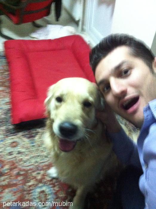 tokmak Erkek Golden Retriever