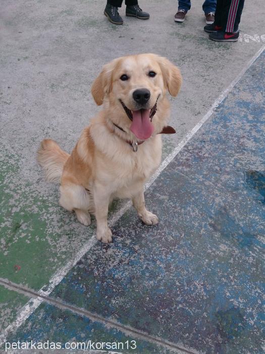 korsan Erkek Golden Retriever