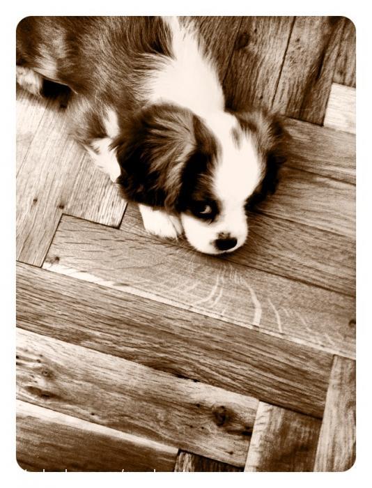 jimbeam Erkek Cavalier King Charles Spanieli