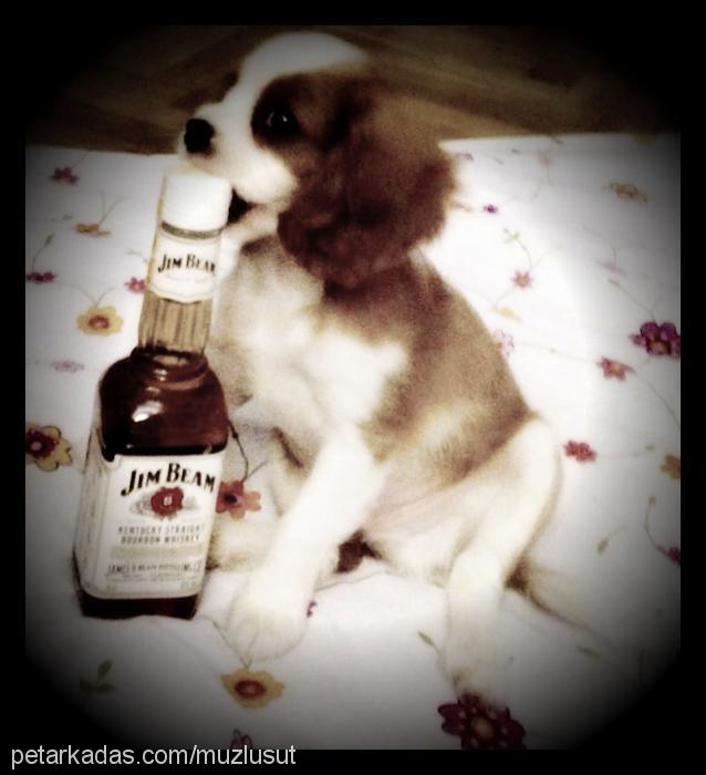 jimbeam Erkek Cavalier King Charles Spanieli