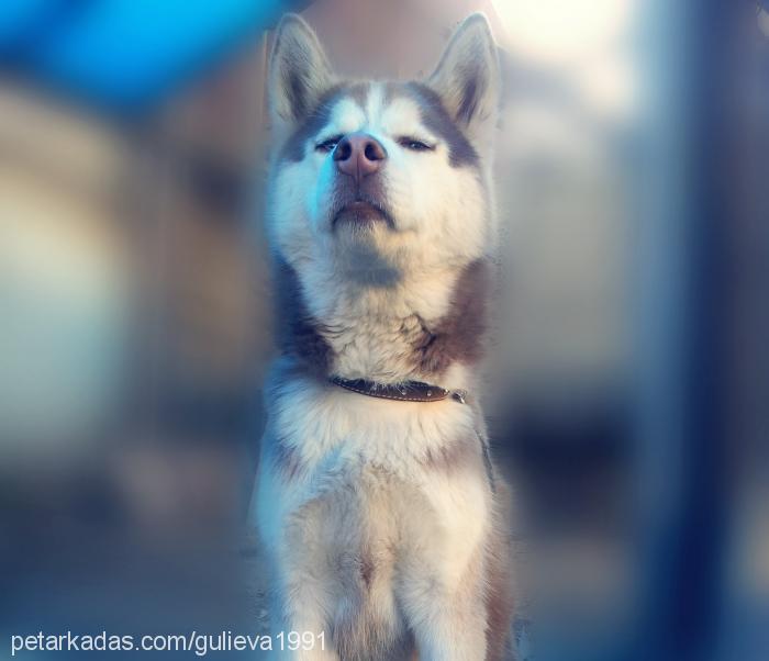 xaki Erkek Sibirya Kurdu (Husky)