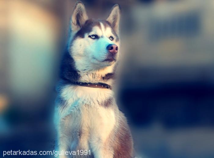 xaki Erkek Sibirya Kurdu (Husky)