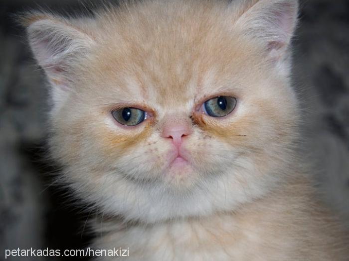 hena Dişi Exotic Shorthair