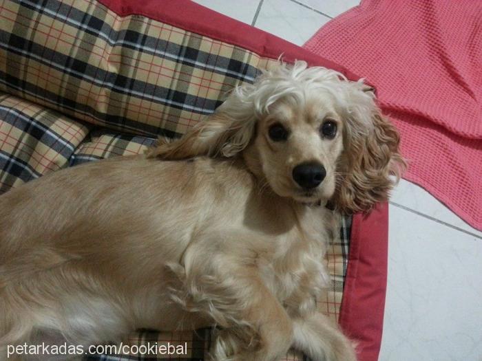 bal Dişi Amerikan Cocker Spaniel