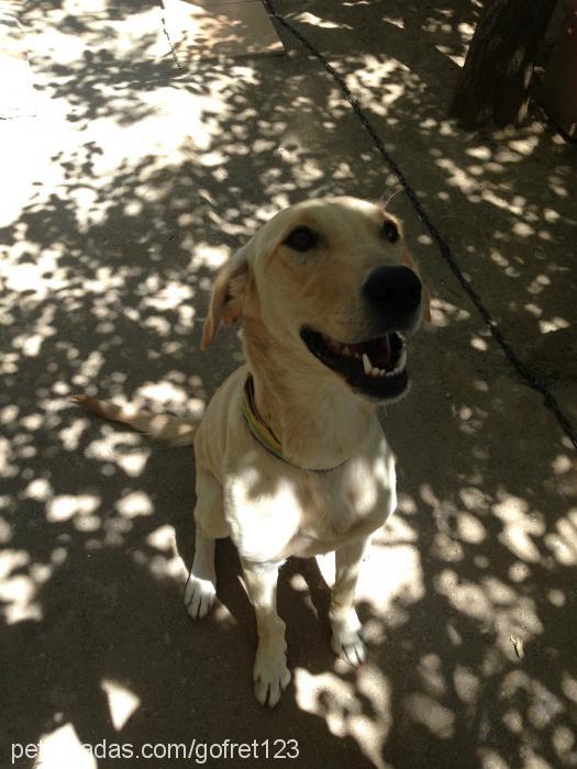 gofret Dişi Labrador Retriever