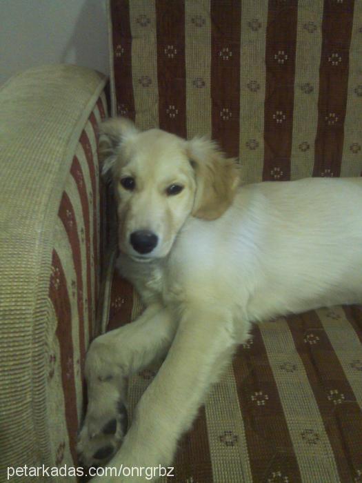 meteor Dişi Golden Retriever