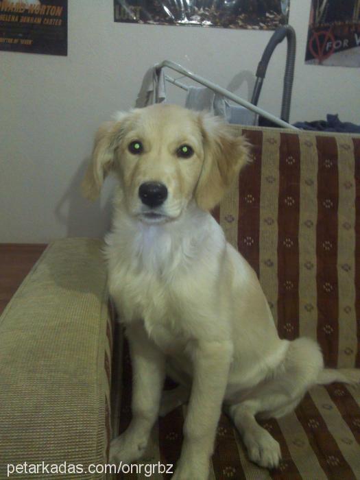 meteor Dişi Golden Retriever