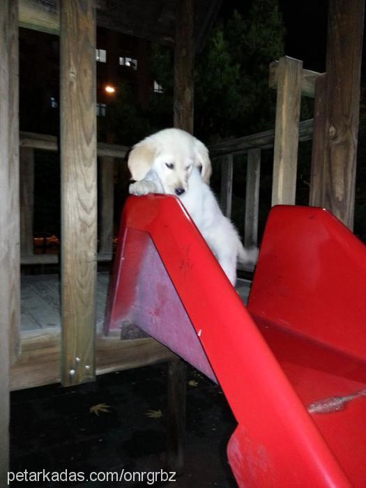 meteor Dişi Golden Retriever