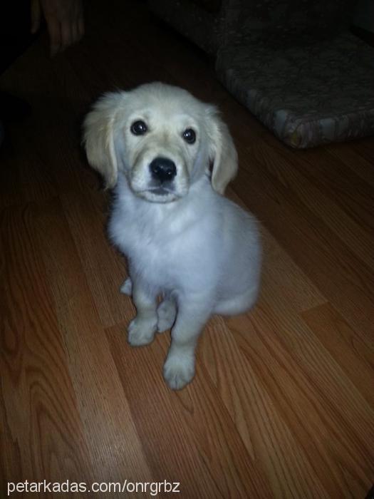 meteor Dişi Golden Retriever