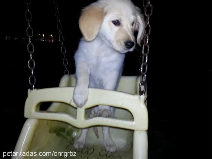 meteor Dişi Golden Retriever