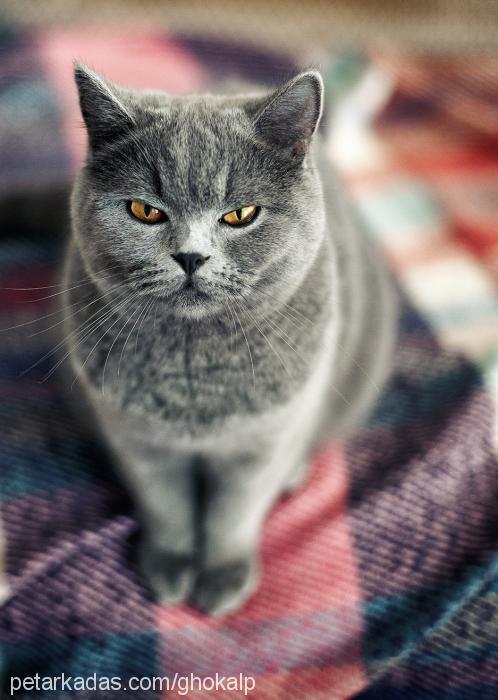 lilith Dişi British Shorthair