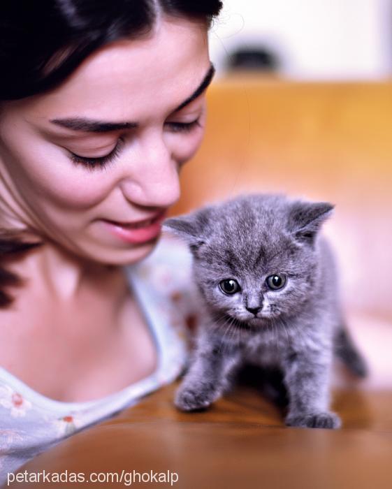 lilith Dişi British Shorthair