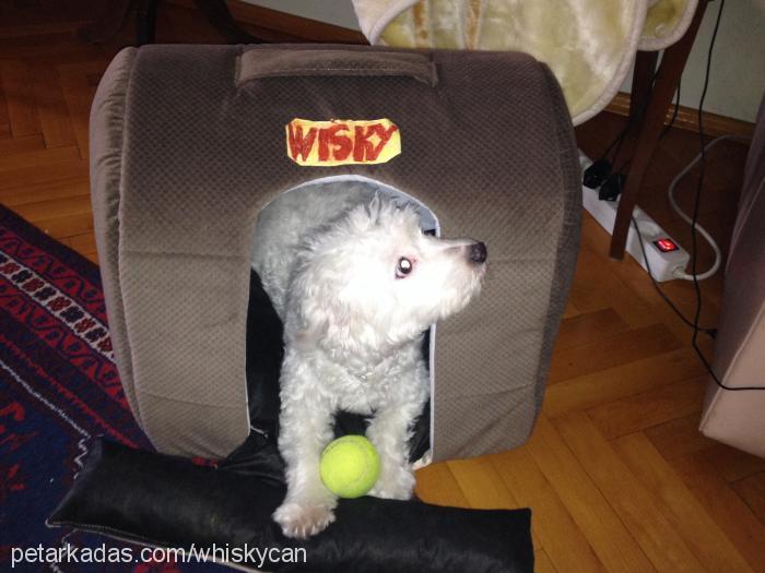 whisky Dişi West Highland White Terrier