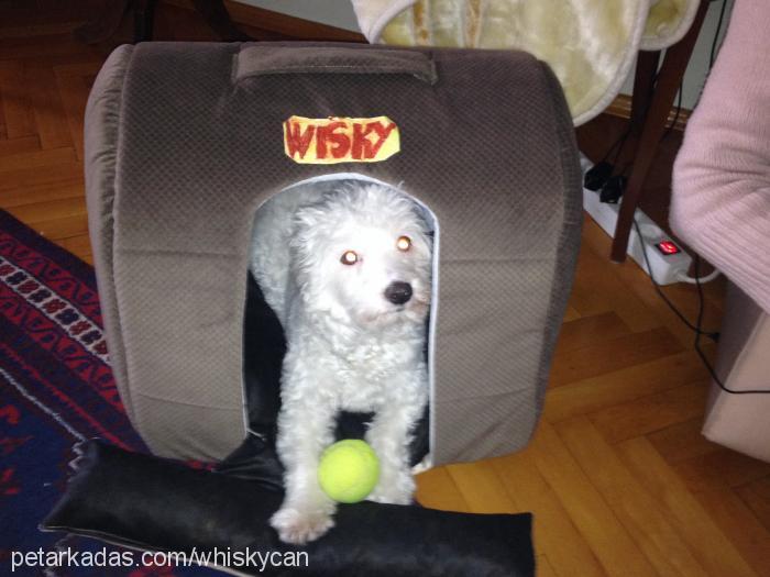 whisky Dişi West Highland White Terrier