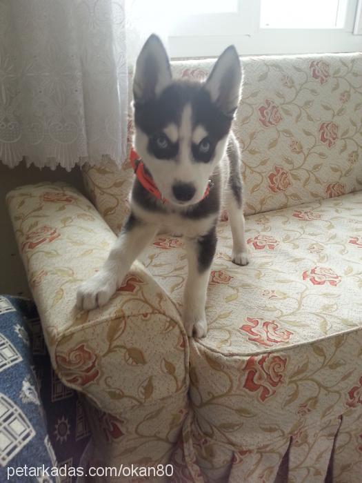 lisa Dişi Sibirya Kurdu (Husky)