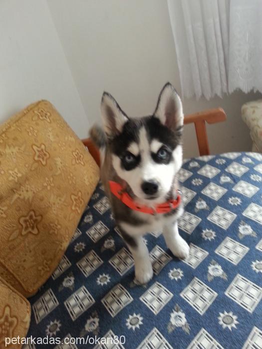 lisa Dişi Sibirya Kurdu (Husky)