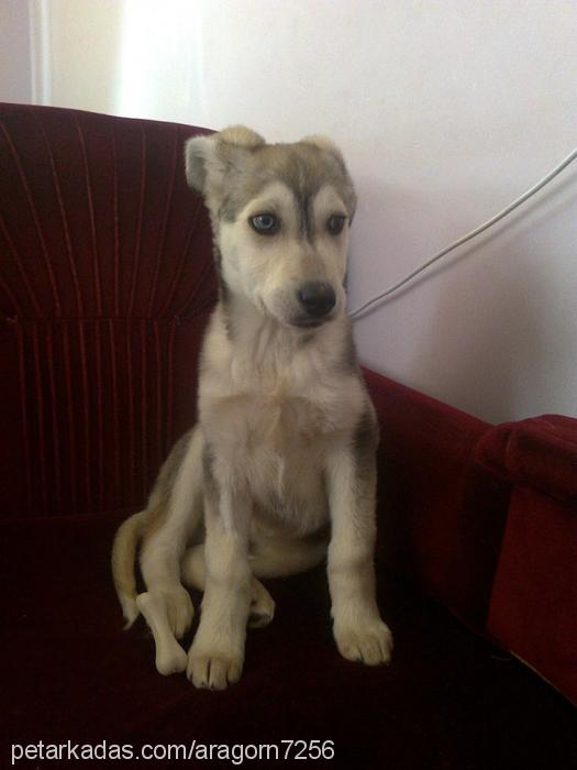 Çakır Erkek Sibirya Kurdu (Husky)