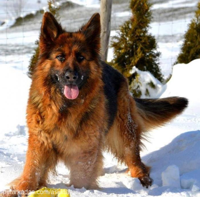 dost Erkek Alman Çoban Köpeği