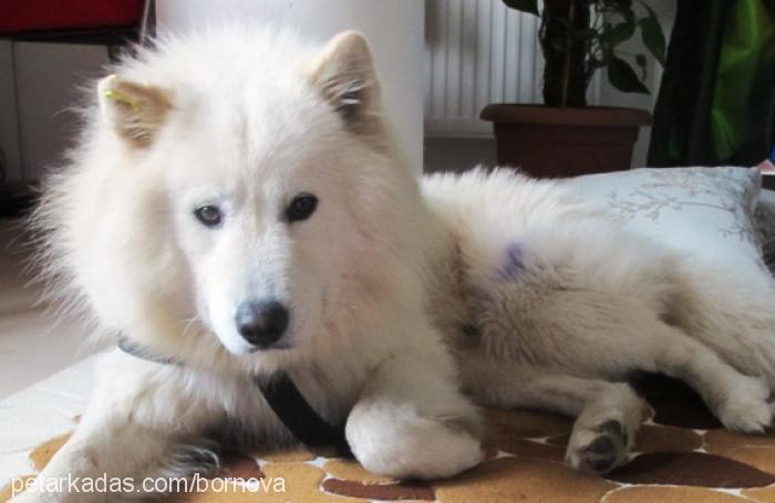 aşık Erkek Samoyed