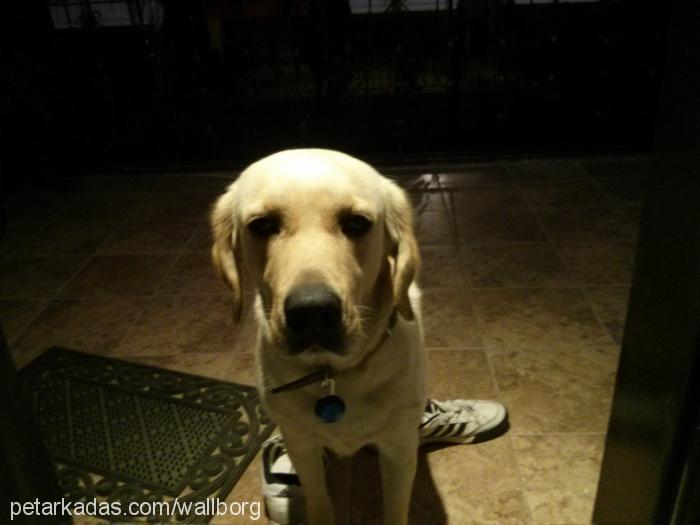 Çıtır Dişi Labrador Retriever