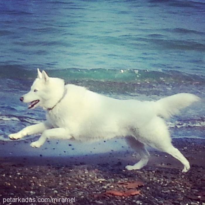 zehir Dişi Sibirya Kurdu (Husky)